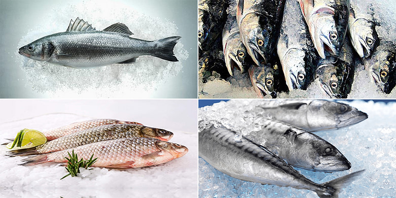 Balık Soğuk Hava Deposu